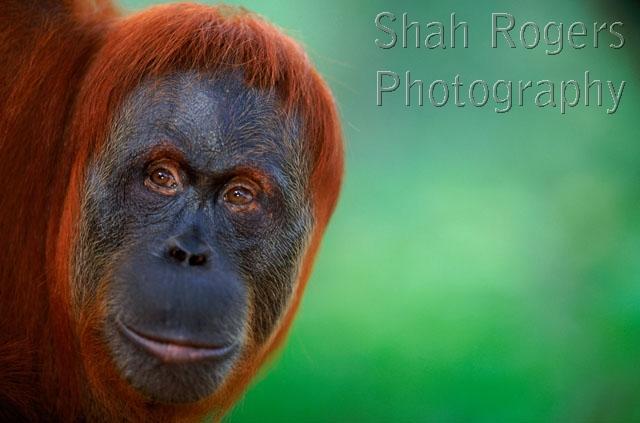 ASIA;ENDANGERED;FACES;FEMALES;GREAT-APES;HORIZONTAL;INDONESIA;MAMMALS;NP;ORANGUTAN;PORTRAITS;PRIMATES;tropical-rainforest